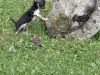 TINY T cup chihuahua dob 22/06/25 2