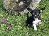 TINY T cup chihuahua dob 22/06/25 1