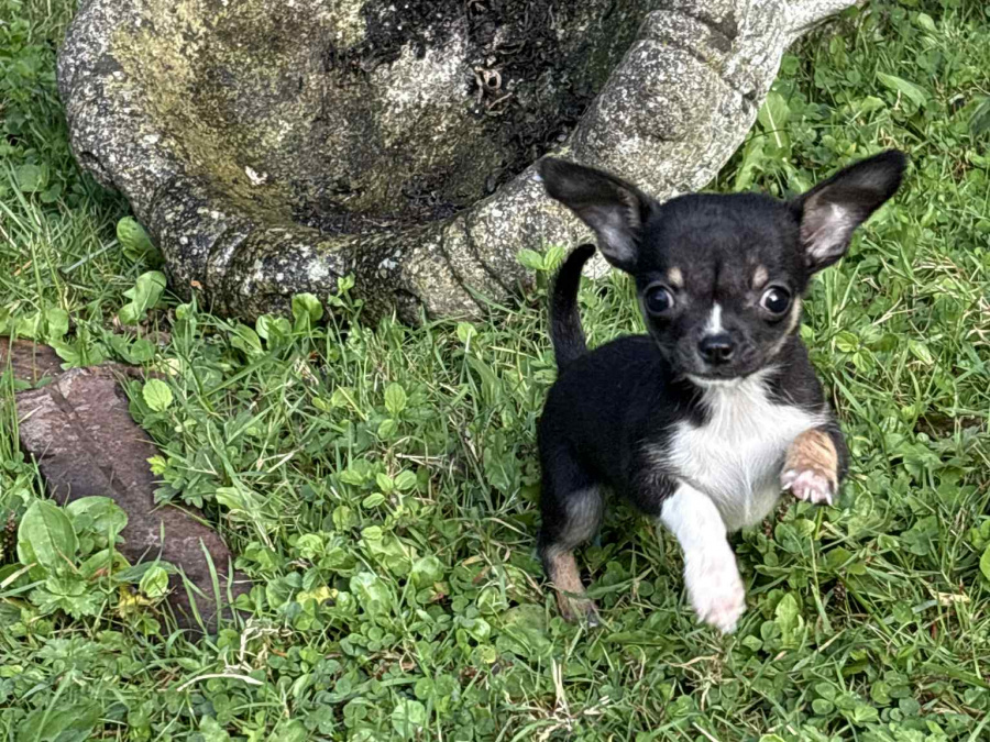 TINY T cup chihuahua dob 22/06/25 1