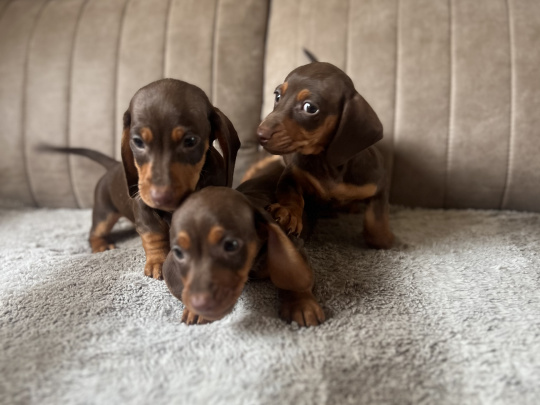 Miniature dachshund