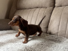 Miniature dachshund 3