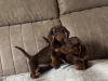 Miniature dachshund 4