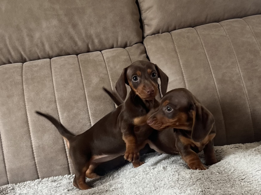 Miniature dachshund 4