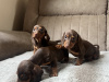 Miniature dachshund 2