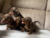 Miniature dachshund 8