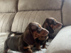 Miniature dachshund 7