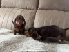 Miniature dachshund 10