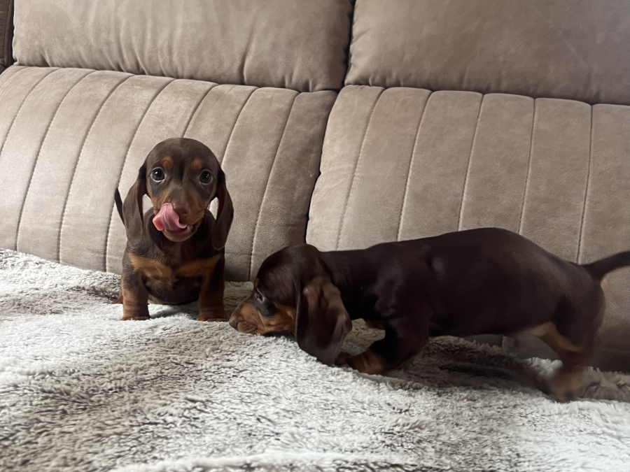Miniature dachshund 10
