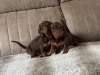 Miniature dachshund 6