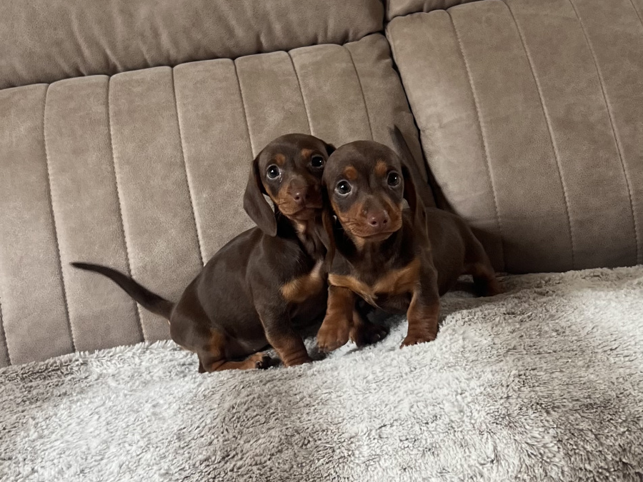 Miniature dachshund 6