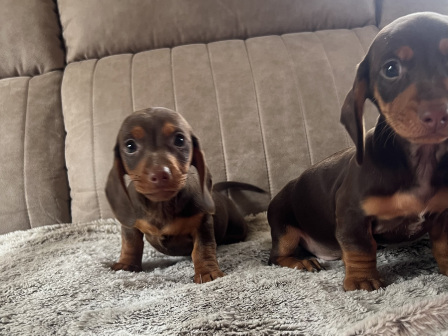 Miniature dachshund 5