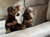 Miniature dachshund 9