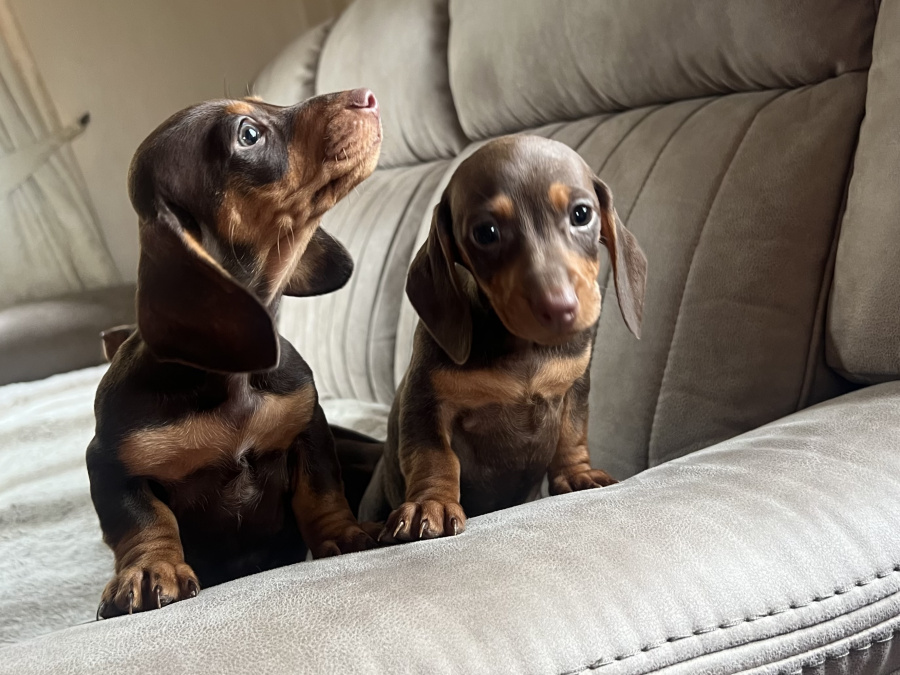 Miniature dachshund 9