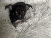 TINY T cup chihuahua dob 22/06/25 3