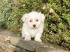Pup for Sale 2
