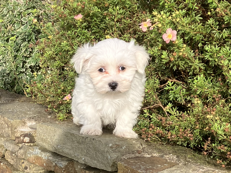 Pup for Sale 2