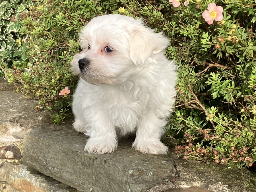 Pup for Sale 3