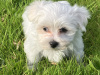 Pup for Sale 1