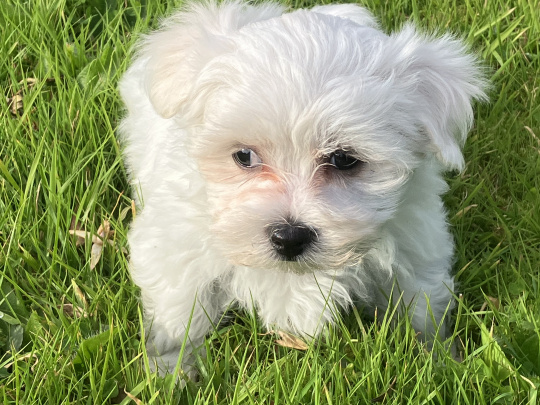 Pup for Sale