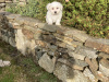 Pup for Sale 4