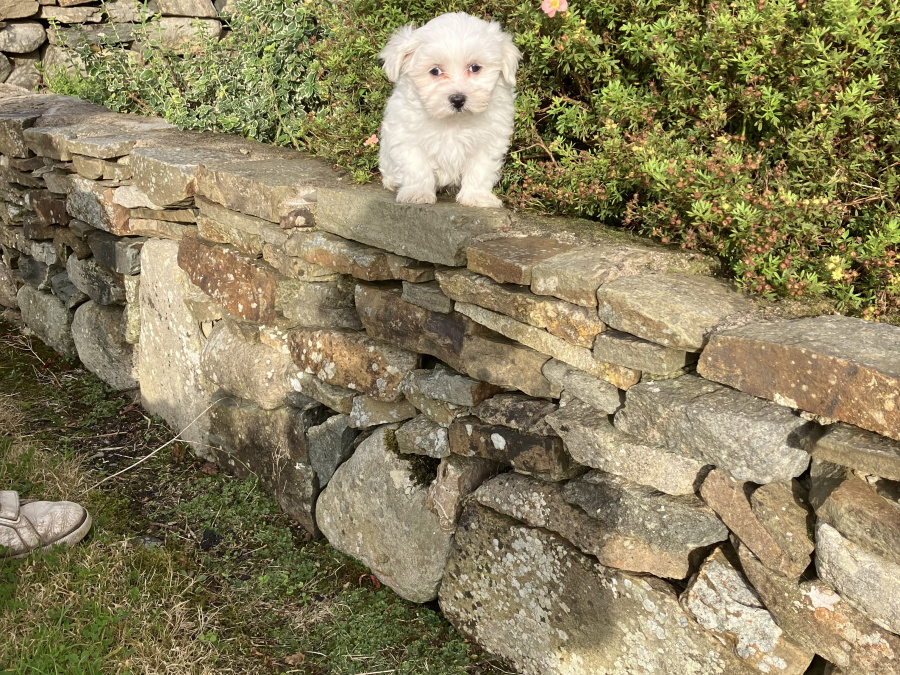 Pup for Sale 4