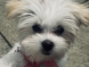 Maltese for sale 1