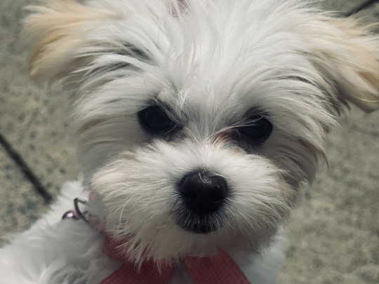 Maltese for sale