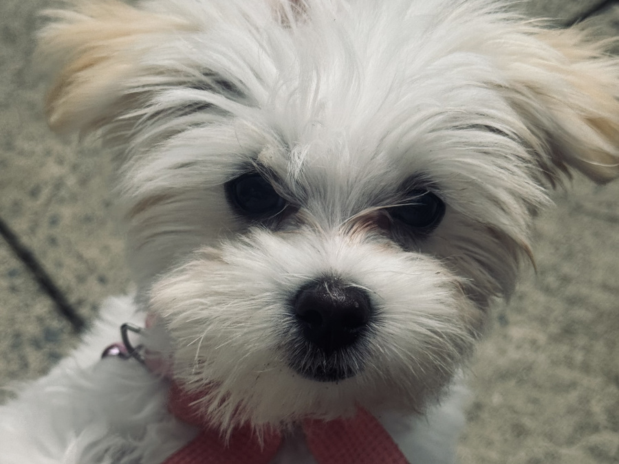 Maltese for sale 1