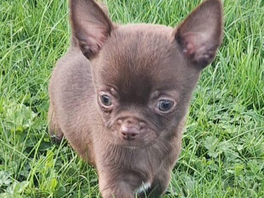 Beautiful teacup chihuahua puppies