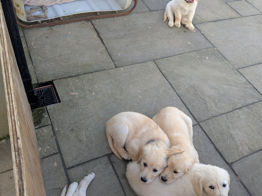 Find your New Best Friend- Golden Retriever puppies for sale 5