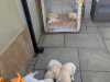 Find your New Best Friend- Golden Retriever puppies for sale 6