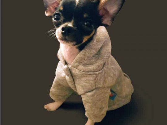 TINY T cup chihuahua dob 22/06/25