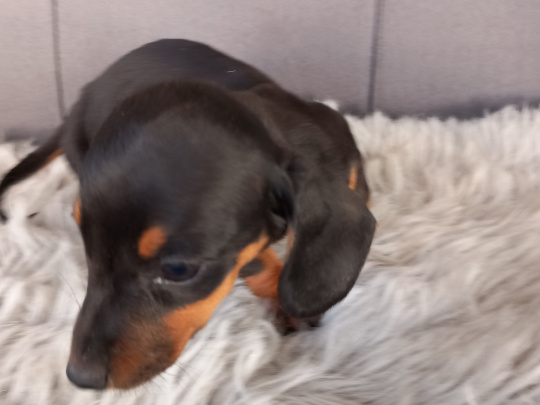 Miniature Dachshund Puppies  Male And Female