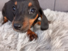 Miniature Dachshund Puppies  Male And Female 2