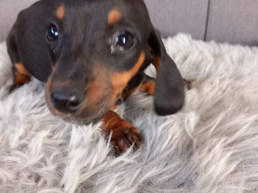 Miniature Dachshund Puppies  Male And Female 2