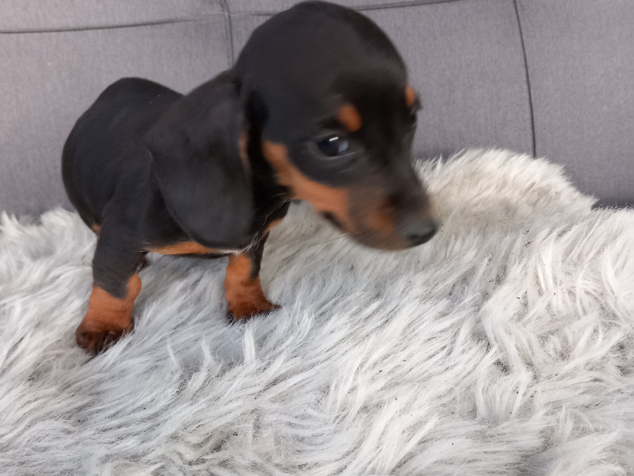 Miniature Dachshund Puppies  Male And Female 3
