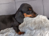 Miniature Dachshund Puppies  Male And Female 4