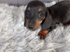 Miniature Dachshund Puppies  Male And Female 5