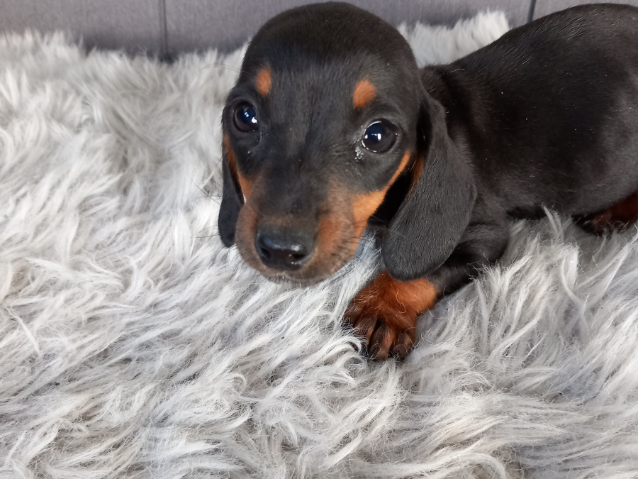 Miniature Dachshund Puppies  Male And Female 5