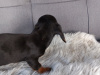 Miniature Dachshund Puppies  Male And Female 8