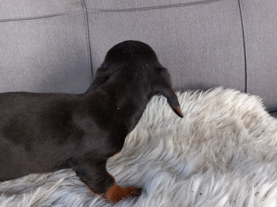 Miniature Dachshund Puppies  Male And Female 8