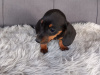 Miniature Dachshund Puppies  Male And Female 7