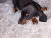 Miniature Dachshund Puppies  Male And Female 6