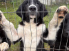Border Collie Puppies - need gone asap 3