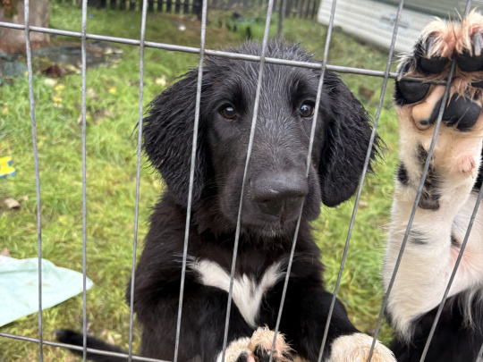 Border Collie Puppies - need gone asap