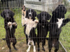 Border Collie Puppies - need gone asap 2