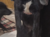 Border Collie Puppies - need gone asap 4