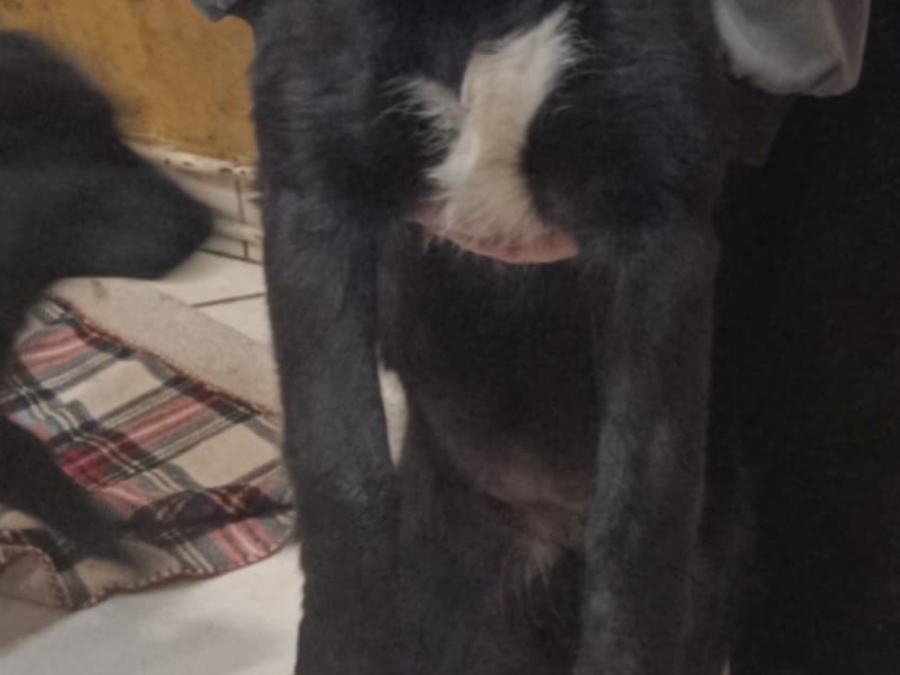 Border Collie Puppies - need gone asap 4