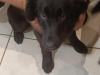 Border Collie Puppies - need gone asap 5