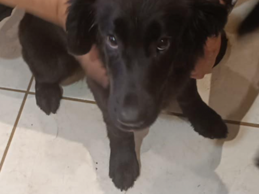 Border Collie Puppies - need gone asap 5